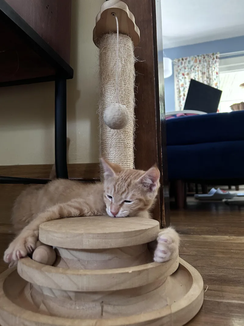 Cheddar thumbnail 2