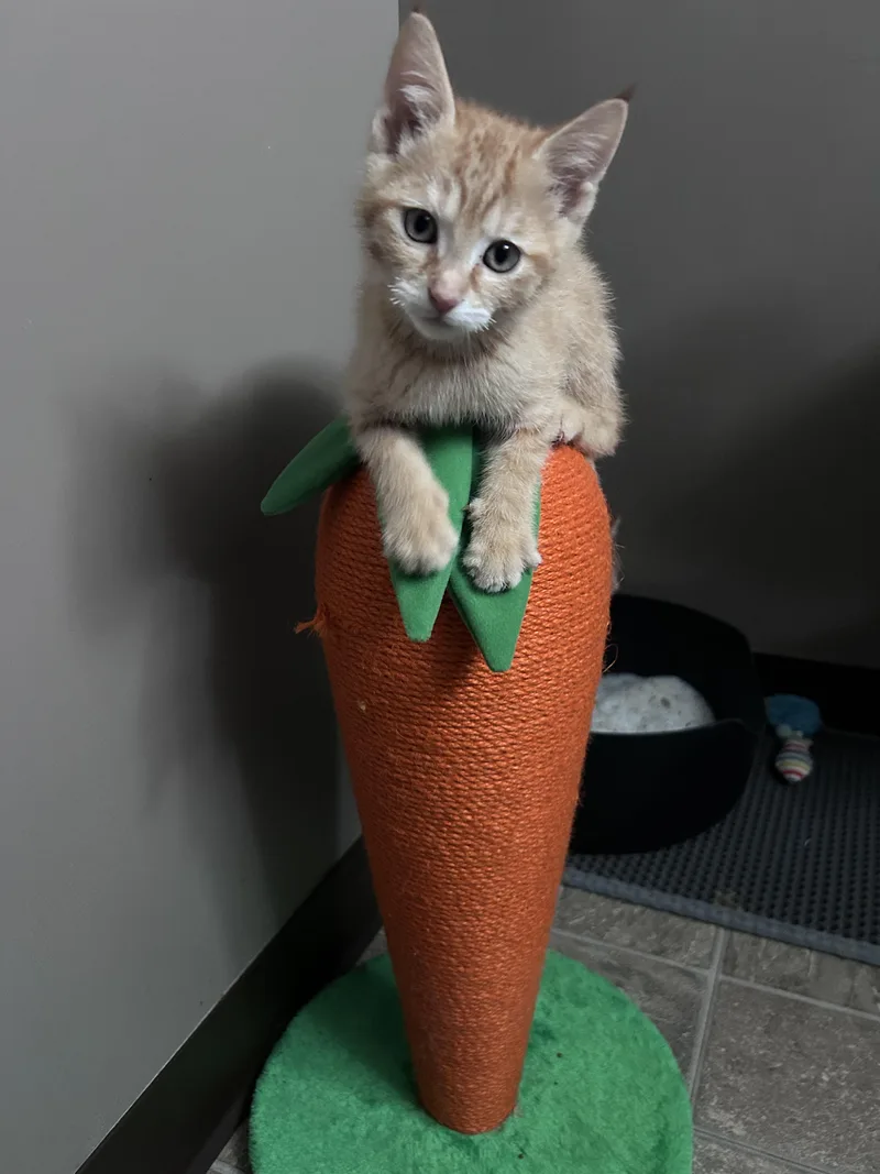Cheddar thumbnail 3