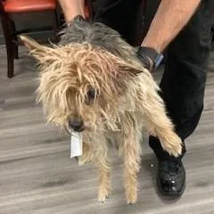 A senior small-sized male Black Yorkshire Terrier dog named YORKStray for adoption in York, PA