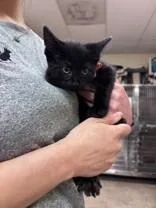 A young medium-sized male Black Domestic Short Hair cat named Zeplin for adoption in Harrisonville, MO