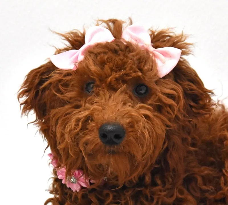 Rosie thumbnail 2