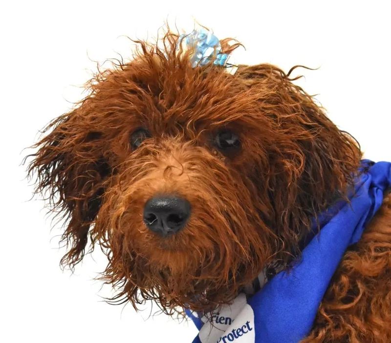 Rosie thumbnail 3