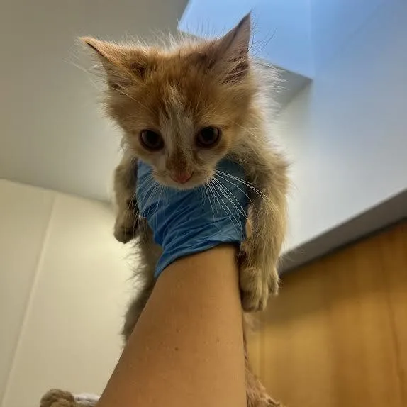 A baby small-sized male Domestic Long Hair cat named Arlington for adoption in Durango, CO