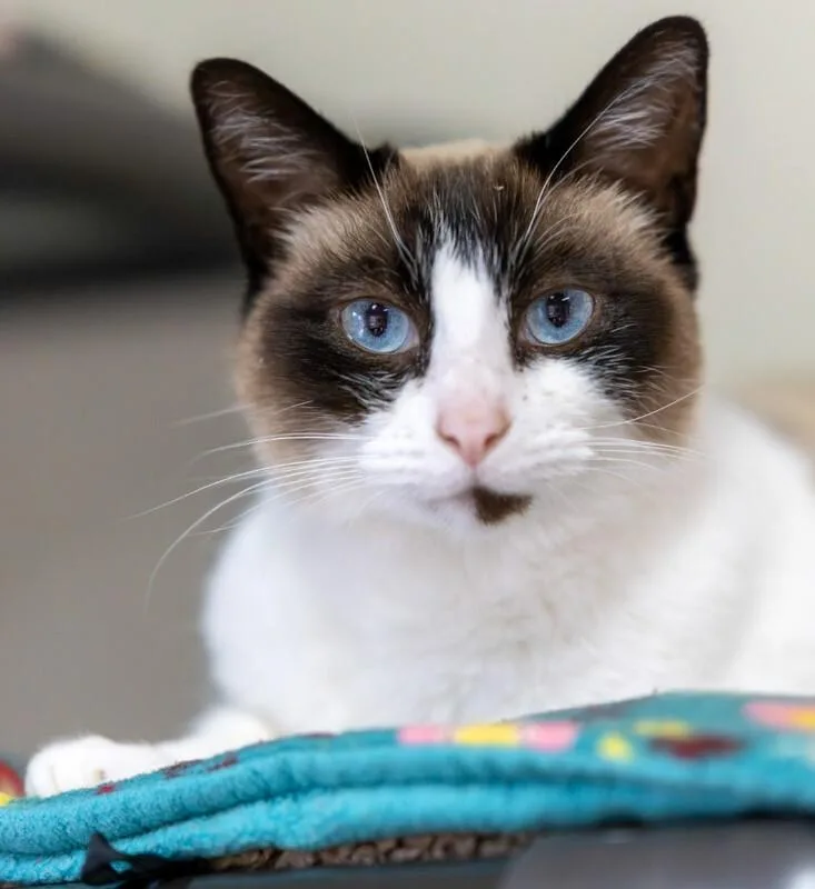 An adult medium-sized male Seal Point Siamese cat named Rodger for adoption in Arlington, WA