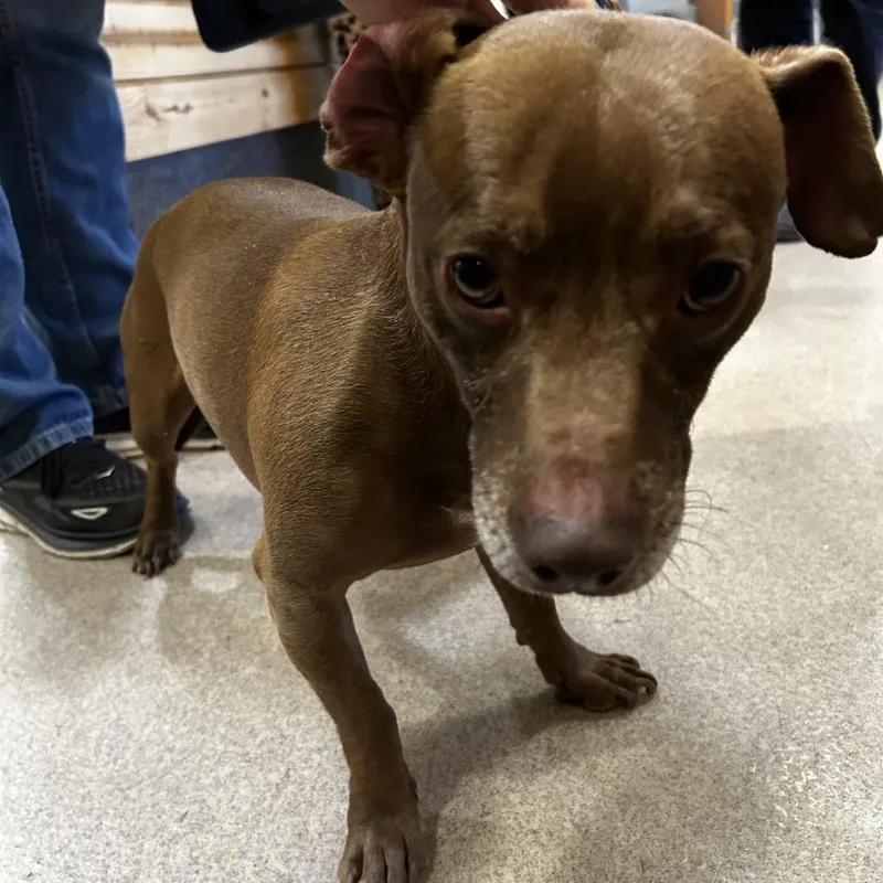 An adult small-sized male Brown / Chocolate Dachshund dog named IEPAStray for adoption in Upland, CA