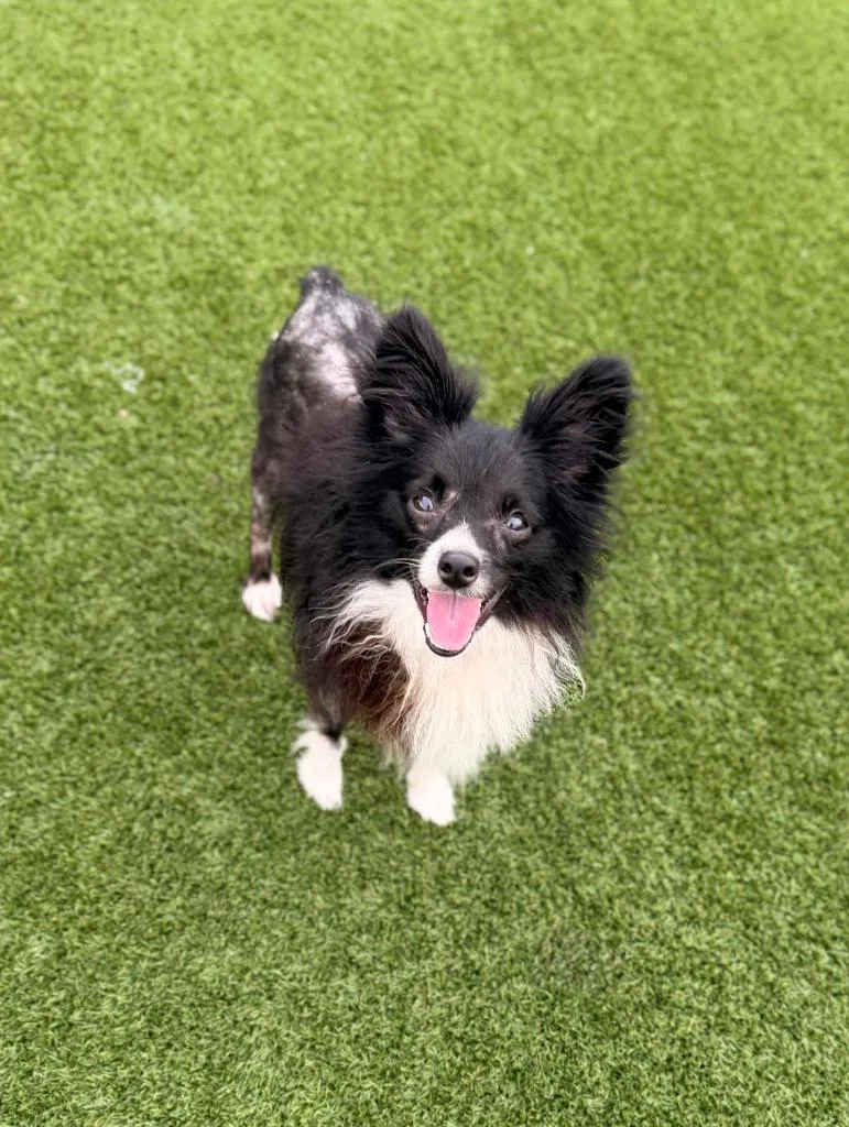A young small-sized male Papillon dog named Scooter for adoption in Dalton, GA