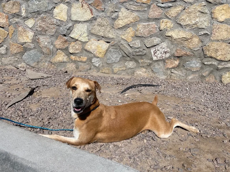 An adult medium-sized female Mixed Breed dog named Angel for adoption in El Paso, TX