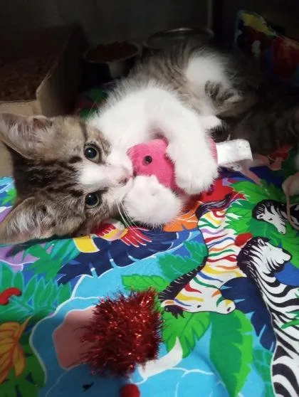 A baby small-sized male Domestic Short Hair cat named Churro for adoption in Aberdeen, SD