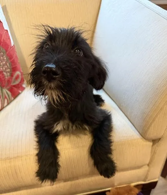 A baby medium-sized female Airedale Terrier dog named Addison for adoption in Wheaton, IL