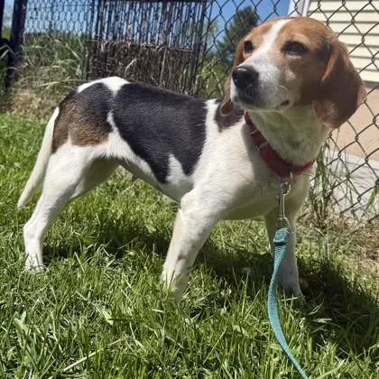 An adult small-sized female Beagle dog named Tiny Tulip for adoption in East Montpelier, VT