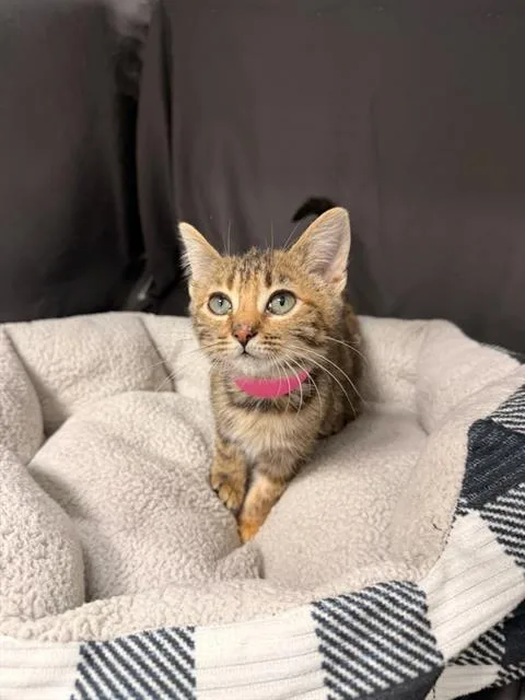 An adult small-sized female Domestic Short Hair cat named Nellie for adoption in Appling, GA