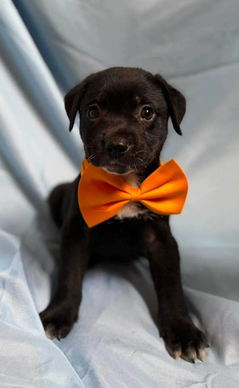 A baby medium-sized male Labrador Retriever dog named Damian for adoption in New York, NY