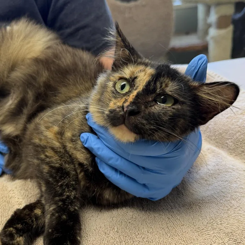 An adult medium-sized female Tortoiseshell Domestic Medium Hair cat named Mama Bitzi for adoption in Mount Juliet, TN