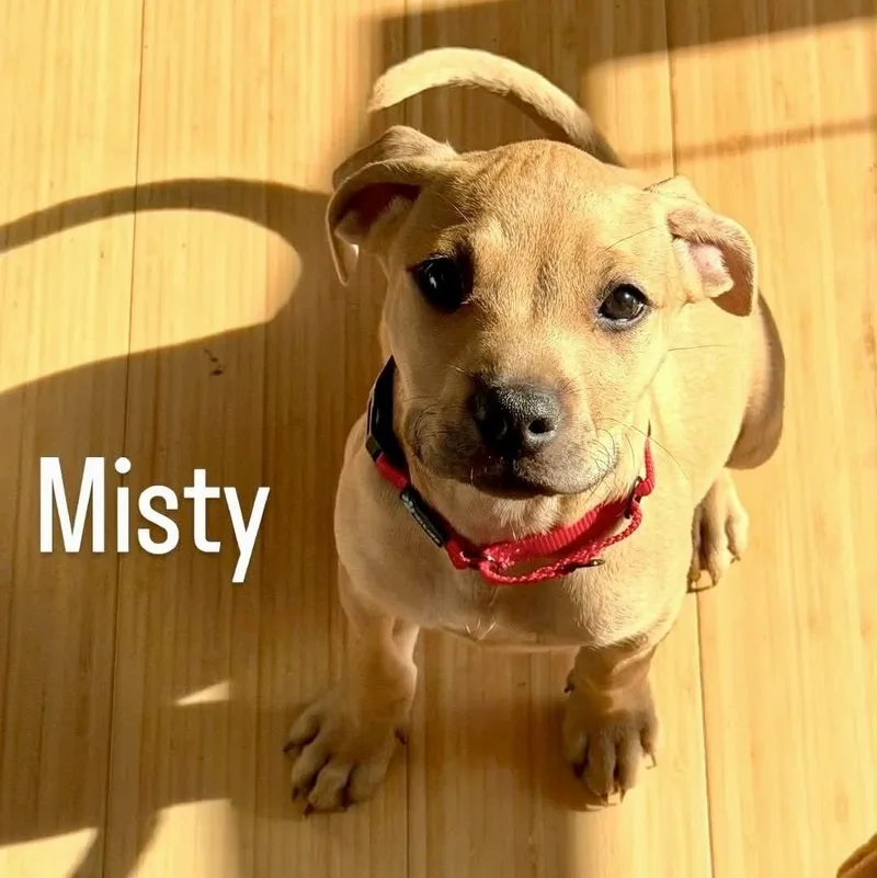 A baby medium-sized female Yellow / Tan / Blond / Fawn Labrador Retriever dog named Misty for adoption in Largo, FL