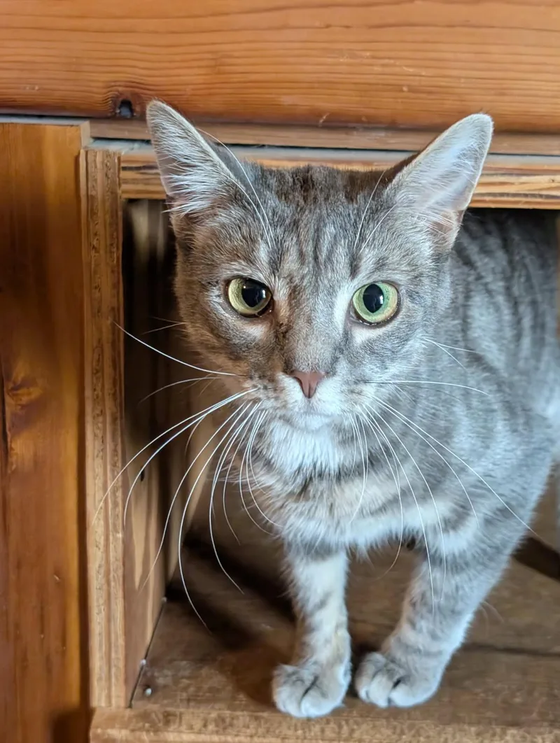 Erica Bonded With Simon thumbnail 3