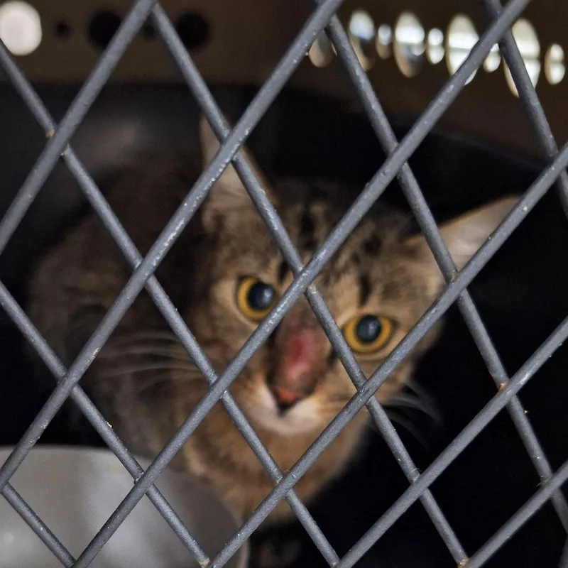 An adult small-sized male Gray / Blue / Silver Domestic Medium Hair cat named David for adoption in Montgomery, AL