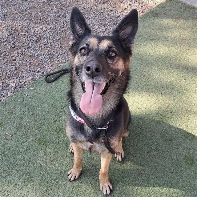 An adult large-sized female German Shepherd Dog dog named Bullet for adoption in Mesa, AZ