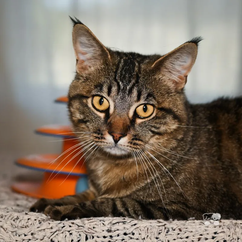 Valentino thumbnail 2