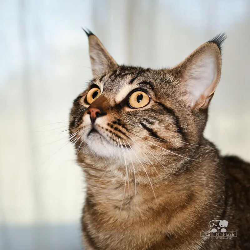 Valentino thumbnail 3