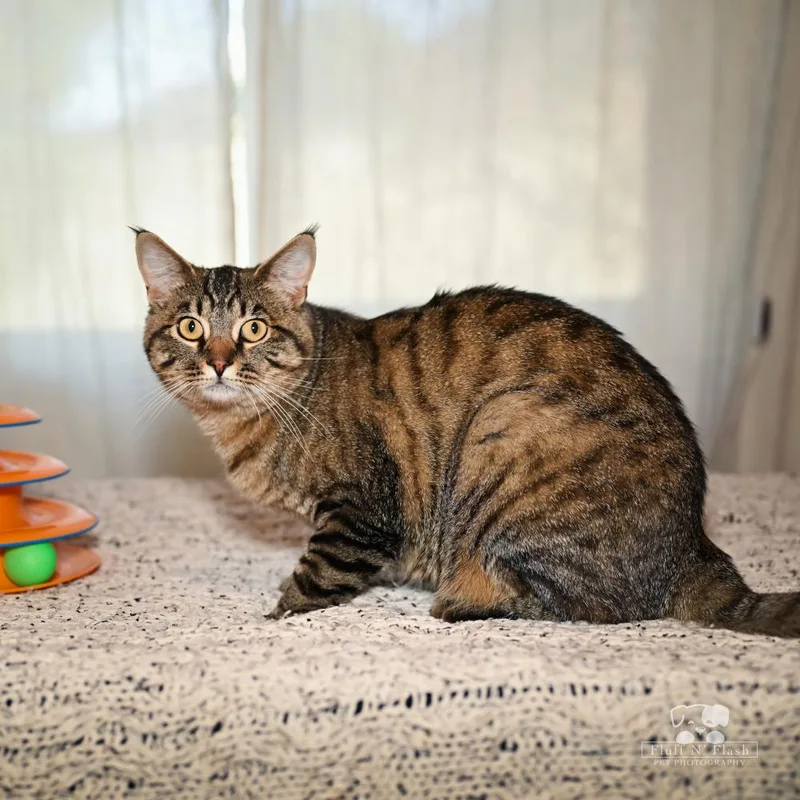 Valentino thumbnail 4