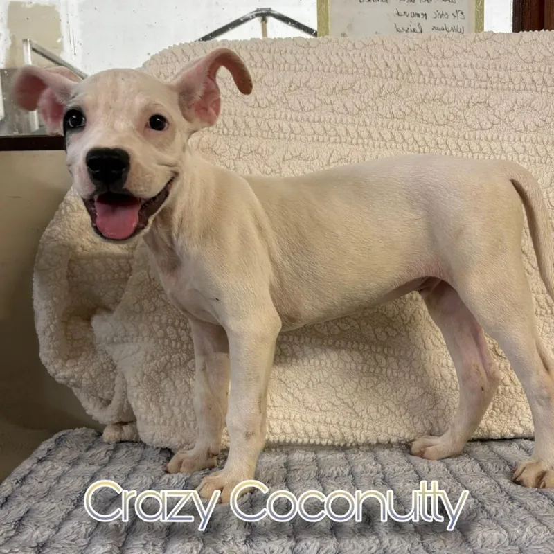 A baby medium-sized male Pit Bull Terrier dog named Crazy Coconutty for adoption in Hillsboro, OH