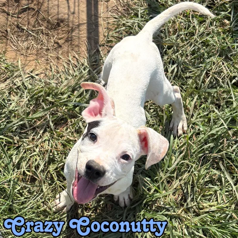 Crazy Coconutty thumbnail 2