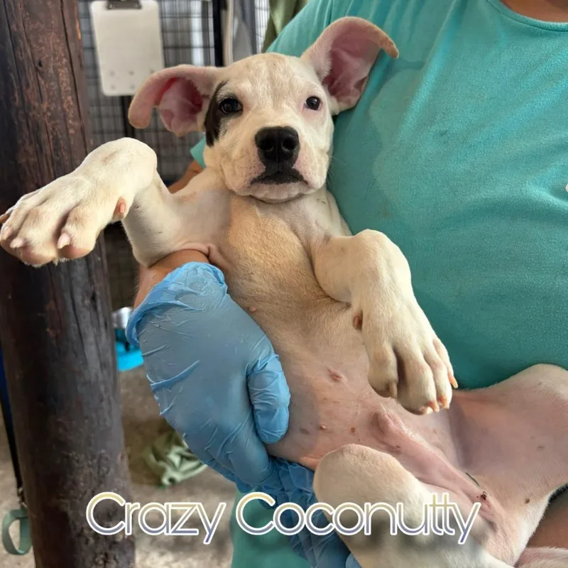 Crazy Coconutty thumbnail 3