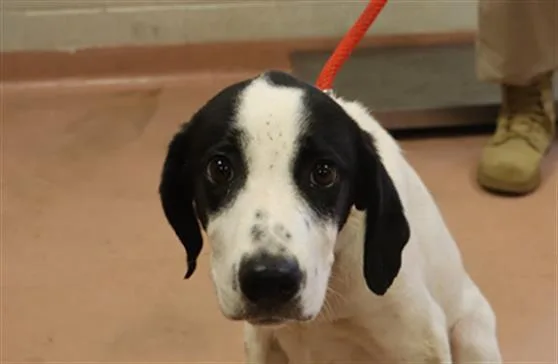 A young medium-sized male Mixed Breed dog named Spencer for adoption in Columbia, SC