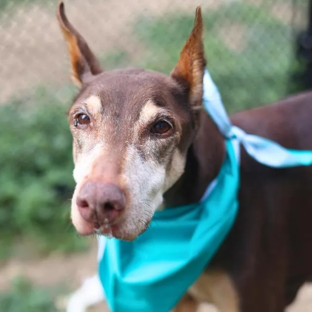 An adult medium-sized female Doberman Pinscher dog named Florry for adoption in San Antonio, TX
