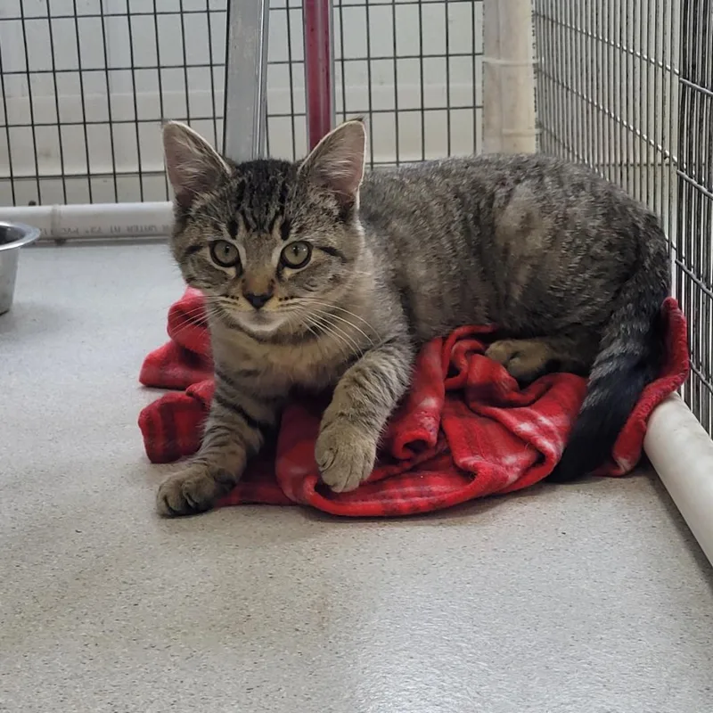 An adult large-sized male Black Domestic Short Hair cat named Bodi for adoption in East Smithfield , PA