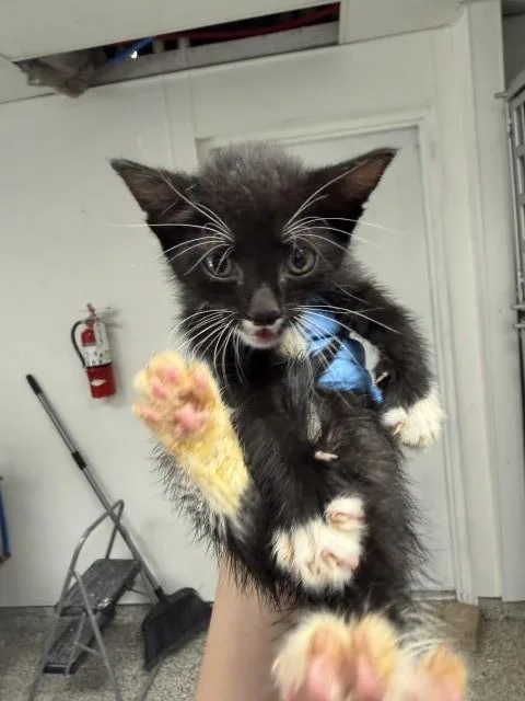 A baby small-sized female Domestic Short Hair cat named Amara for adoption in San Bernardino, CA