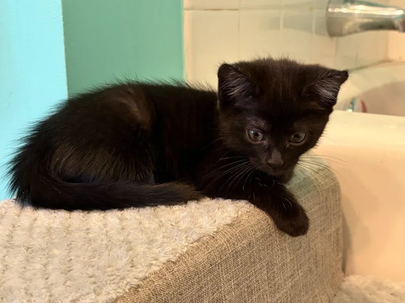 A baby small-sized female Black Domestic Medium Hair cat named Permian for adoption in Raleigh, NC