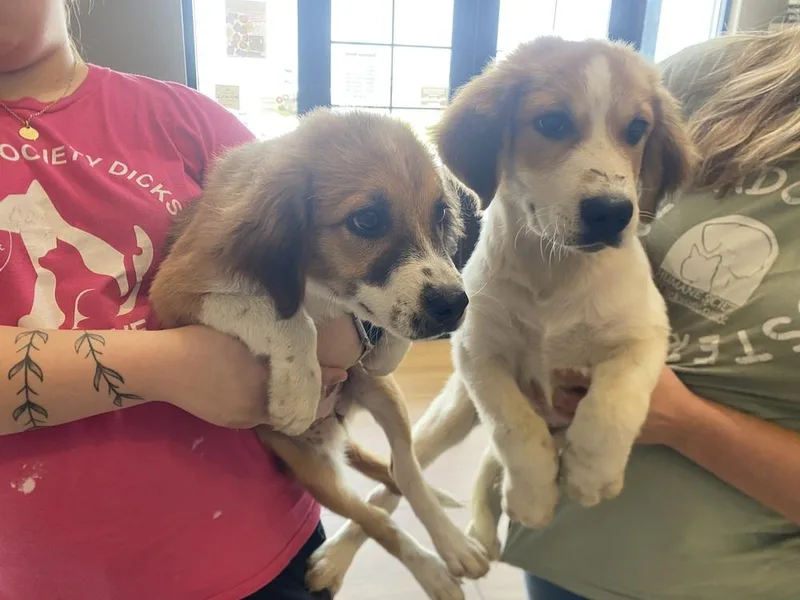 A baby small-sized male Tricolor (Brown, Black, & White) Great Pyrenees dog named Judge for adoption in Dickson, TN