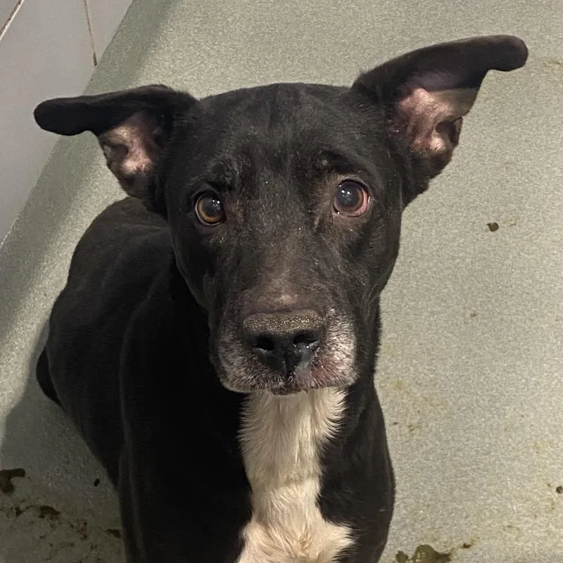 An adult medium-sized female Black Labrador Retriever dog named Bella for adoption in Abilene, TX