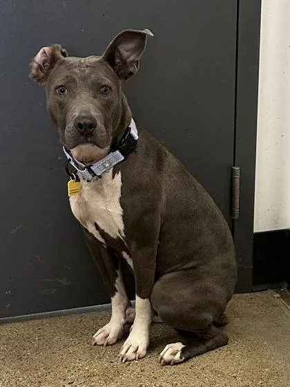 A baby medium-sized female Gray / Blue / Silver Pit Bull Terrier dog named Circe for adoption in Cleveland, OH