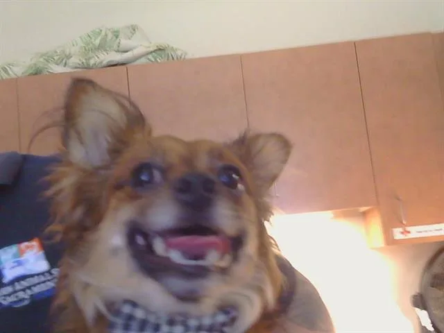 Joey
