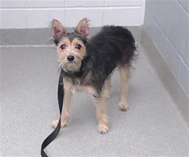 A young small-sized male Cairn Terrier dog named Shadow for adoption in Omaha, NE