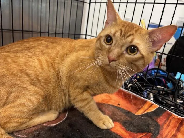 An adult medium-sized male Domestic Short Hair cat named Bowie for adoption in Van Nuys, CA