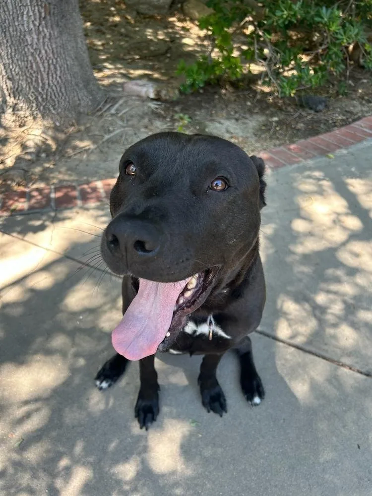 Raven Fka Florida thumbnail 2