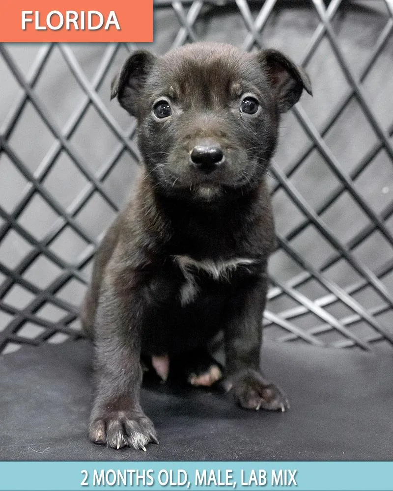 Raven Fka Florida thumbnail 3