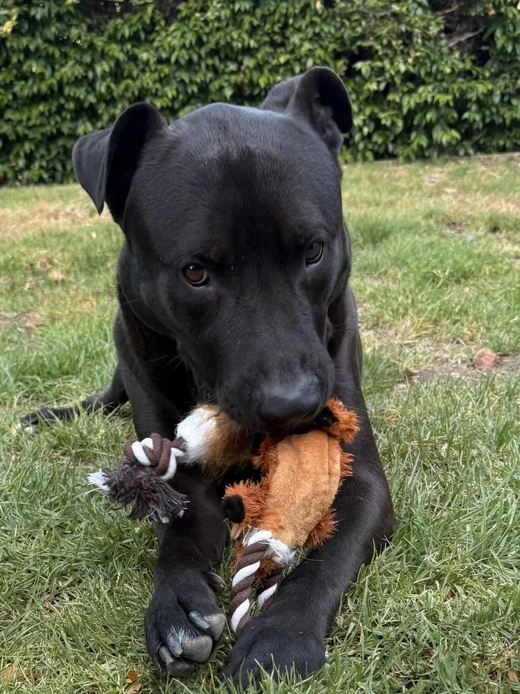 Raven Fka Florida thumbnail 4