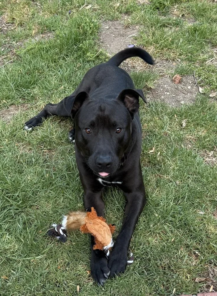 Raven Fka Florida thumbnail 5