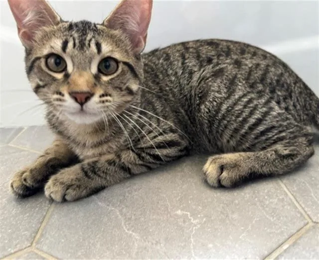 A baby small-sized male Domestic Short Hair cat named Joey for adoption in Denver, CO