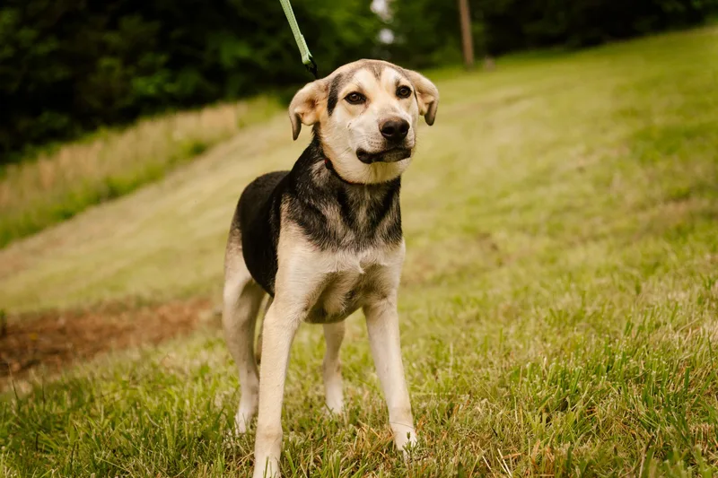A young medium-sized male Labrador Retriever dog named Hunter  Transport for adoption in Gradyville, KY