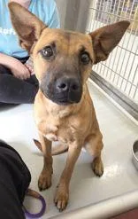 A young medium-sized female Shepherd dog named Flower for adoption in Edgewood, NM