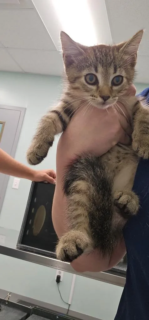 A baby small-sized female Domestic Short Hair cat named Sprite for adoption in Athens, TN