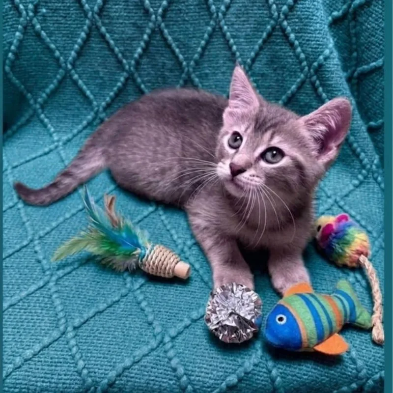 A baby medium-sized male Tabby (Gray / Blue / Silver) Domestic Short Hair cat named Edison for adoption in Wyandotte, MI
