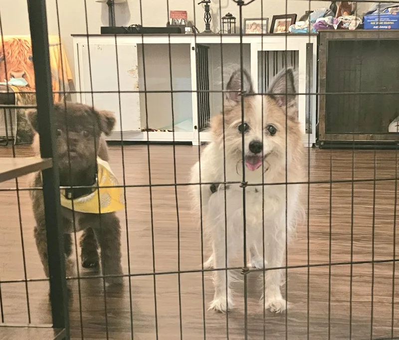A senior small-sized male White / Cream Pomeranian dog named Chester for adoption in Weeki Wachee, FL