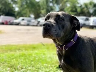 An adult large-sized female Pit Bull Terrier dog named Wren for adoption in Saint Cloud, FL