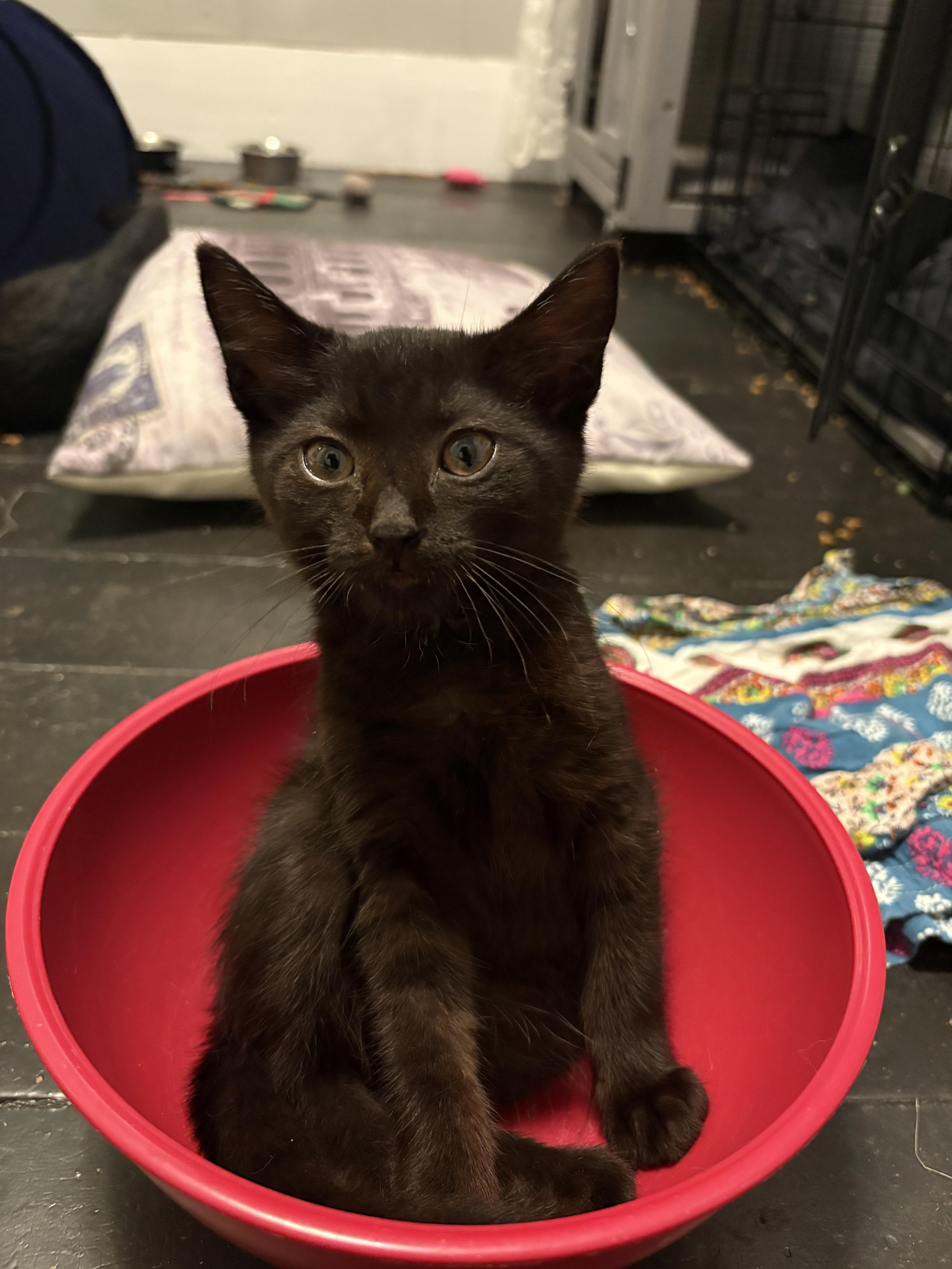 A baby small-sized female Black Domestic Short Hair cat named Gladys for adoption in Hudsonville, MI